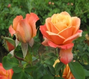 Najveći izbor sorti ruža u Srbiji