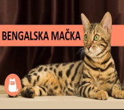 SrbijaOglasi - Bengalske mačke