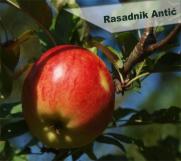Rezervacija i prodaja voćnih sadnica jesen 2021