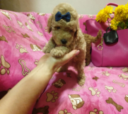 Batajnica - Toy Pudle štenci