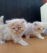 Batajnica - Persijski macici na prodaju, raznih boja 