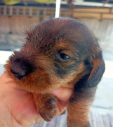SrbijaOglasi - Na prodaju štenci  oštrodlakih jazavičara 