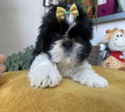SrbijaOglasi - Predivni štenci Shih Tzu rase od odličnih roditelja 