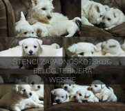 Batajnica - Na prodaju štenci ZAPADNOŠKOTSKOG TERIJERA – WESTIE   