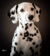 Batajnica - Dalmatinski pas, štenad iz odgajivačnice MEDIOLANUM 