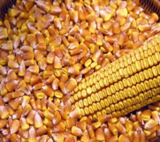 SrbijaOglasi - Na prodaju oko 3 tone kukuruza 