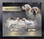 Batajnica - U ponudi štenci Labrador retrivera 