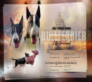 Batajnica - Standard Bull Terrier  stenci 