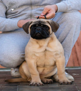 SrbijaOglasi - Na prodaju žensko štene bulmastifa 