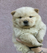 SrbijaOglasi - Chow Chow muzjaci 