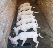 Na prodaju stenci Dogo Argentino 
