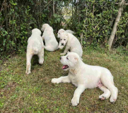 SrbijaOglasi - Na prodaju štenci Srednje Azijskog Ovčara - Azijat  