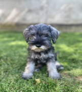 Patuljasti Šnaucer Miniature Schnauzer   