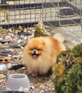 SrbijaOglasi - Bebe POMERANCA vrhunske genetike  