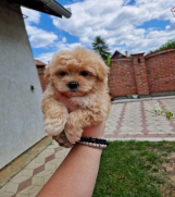 SrbijaOglasi - Preslatke bebice MALTIPOO spremni za preuzimanje 