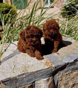 Teddy bear toy PUDLE  