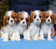 Dostupni štenci Cavalier King Charles spanijela 