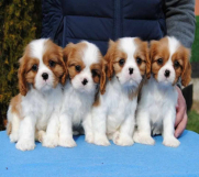Dostupni štenci Cavalier King Charles španijela 