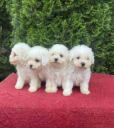 Na prodaju Bichon stenci. 