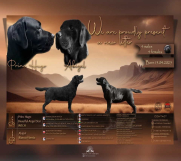 SrbijaOglasi - Na prodaju stenci Labrador retriver  