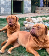 SrbijaOglasi - Bordoške DOGE ženke 