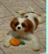 SrbijaOglasi - Dostupni štenci Cavalier King Charles spanijela  