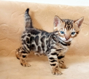 SrbijaOglasi - MMaestro_bengal macici