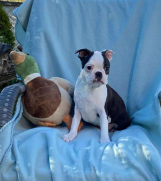 Dostupno musko stene Boston terijera 