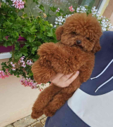 Najmanje pudle, od najlepsih roditelja u Evropi  