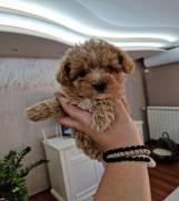 SrbijaOglasi - Neodoljivi stenci maltipoo 