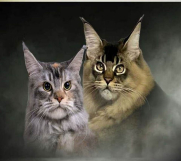 SrbijaOglasi - Maine Coon / Mejn Kun macici  