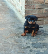 Prelepa štenad Rotvajlera, 2 meseca starosti. 