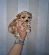 Prodajem preslatke kuce maltipoa 