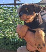 Rotvajler 4 muška šteneta  