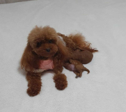 Neodoljive pudle toy i teacup 