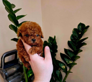 Neodoljive pudle toy i teacup 