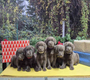 Izuzetna čokoladna štenad Labrador retrivera 