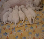 Na prodaju stenci mesanci maltezera i patuljastog spica 