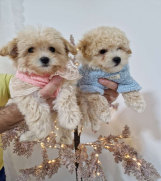 Preslatki maleni MALTIPOO stenci 