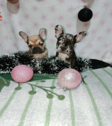 Francuski buldog –  četiri muška šteneta I jedna ženkica 