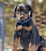 Prodaju se prelepi štenci dobermana, stari 3 meseca