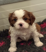 Dostupni štenci Cavalier King Charles spanijela  