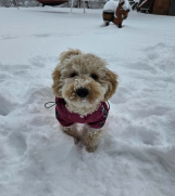 Prelep dečak apricot pudle 