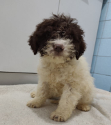 Lagoto romanjolo stenci 