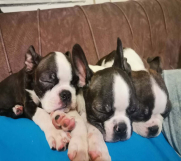 Boston terijer dve devojčice I tri dečaka 