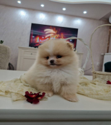 Pomeranci boo pravi medvedici 