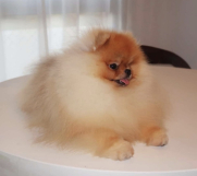 Najlepsi Pomeranci Boo 