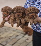 SrbijaOglasi - Crvene pudle toy, od oba roditelja u mom vlasnistvu 