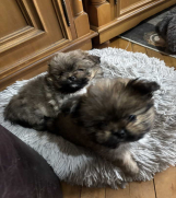 Pufne od mame si cu i tate pomeranca 