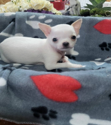 Mini CIVAVE  oba pola kratkodlaki i dugodlaki  